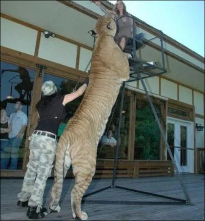 Quand  ce tigre, il a l'air affam !