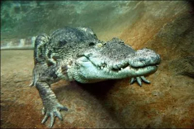 On peut approcher de trs prs l'alligator, en Amazonie, jusqu' une dizaine de mtres !