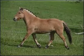 Quelle est sa race ?