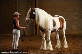 Quelle est sa race ?