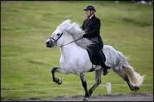 Quelle est sa race ?