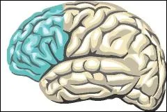 Comment se nomme la partie bleute sur l'image ?