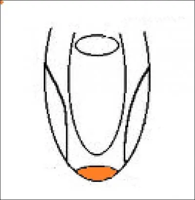 Quelle saveur est associe  la papille orange sur le dessin, juste au bout de la langue ?