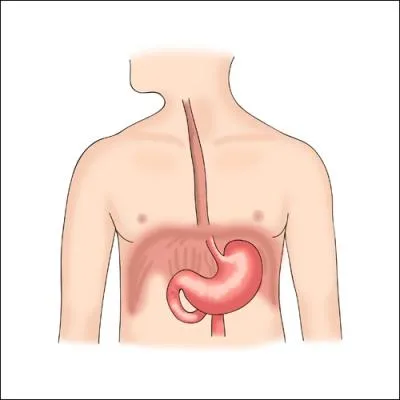 Comment se nomme le conduit allant de la bouche  l'estomac ?