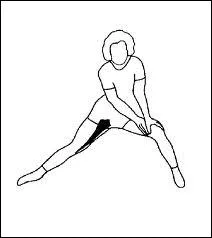 Comment se nomment les muscles entre les cuisses, noircis sur le schma ?