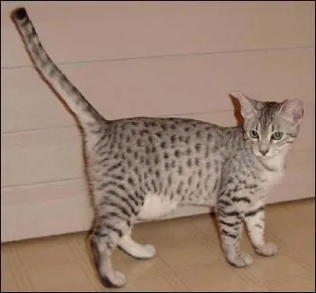 De quelle race est ce chat ?