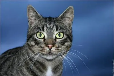 De quelle race est ce chat ?