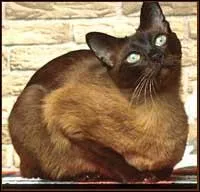 De quelle race est ce chat ?