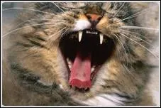 Que comprend la denture ?