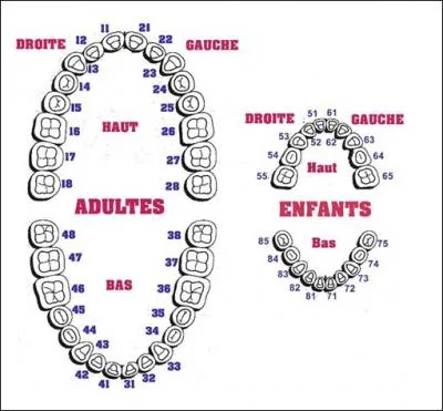 Le chat adulte possde :