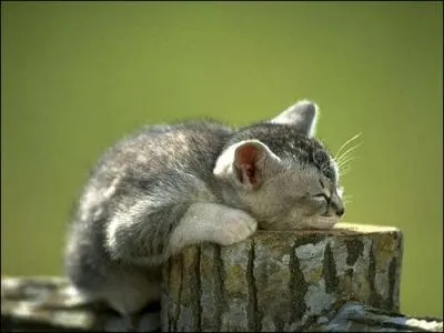 Combien de temps un chat dort-il par jour ?