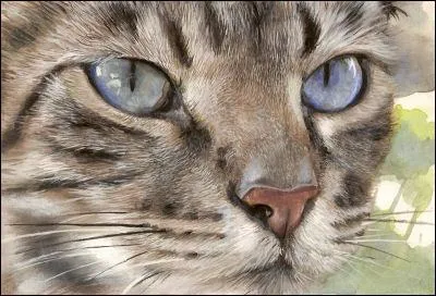 Le chat est sensible de l'oue ?