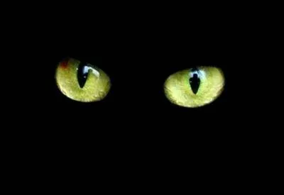 Pourquoi les yeux du chat brillent-ils dans le noir ?