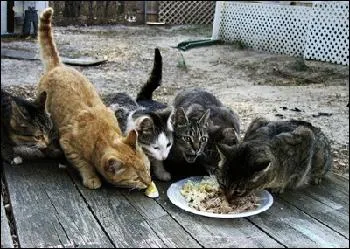 Que mangent les chats ?