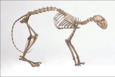 Combien le chat a-t-il d'os ?