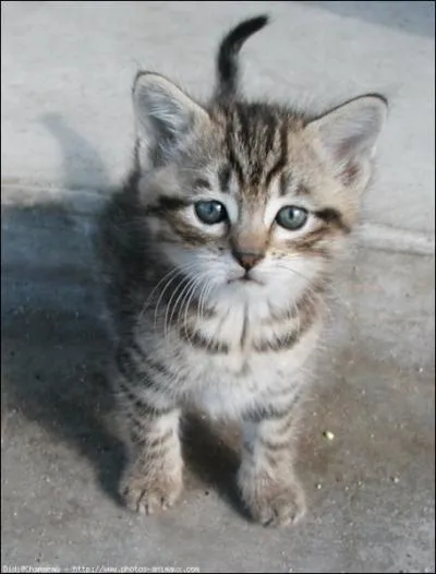 Quel est le vrai nom du chat domestique ?