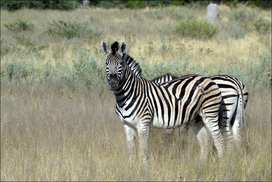 quels animaux galopent