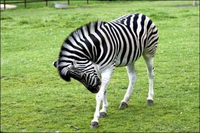 Quelle est, environ, la taille des zbres ?