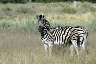 A quelle vitesse le zbre galope-t-il ?