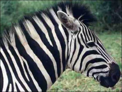 D'o vient le zbre ?