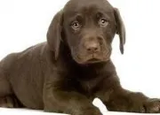 Quiz Connatre certaines races de chiens