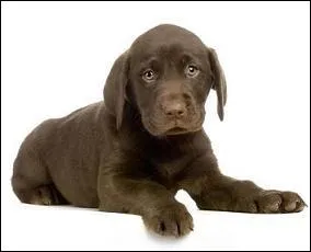 Quelle est la race de ce chien ?