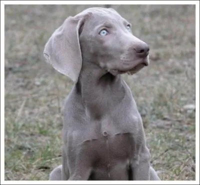 Quelle est la race de ce chien ?