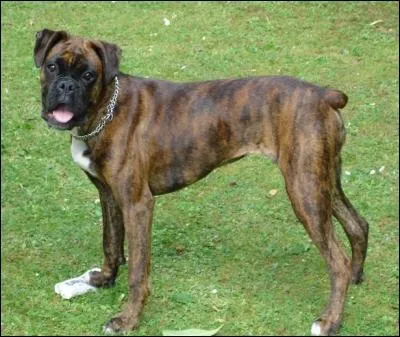 Quelle est la race de ce chien ?