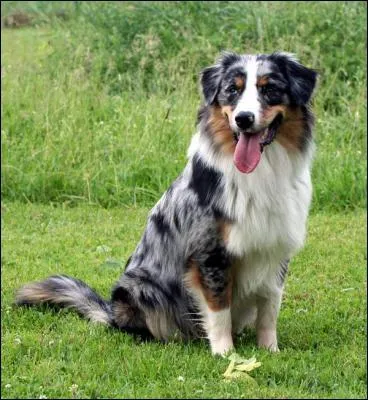 Quelle est la race de ce chien ?