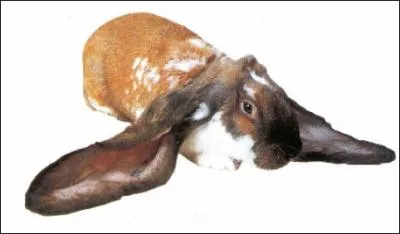 Quelle est la race de ce lapin ?