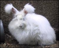 Quelle est la race de ce lapin ?