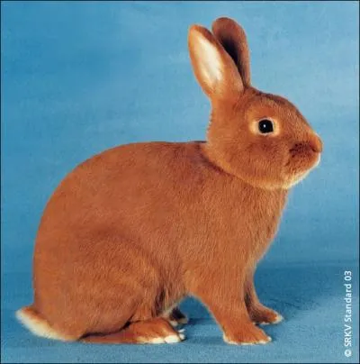 Quelle est la race de ce lapin ?