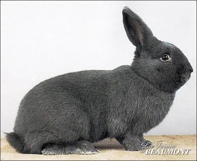 Quelle est la race de ce lapin ?