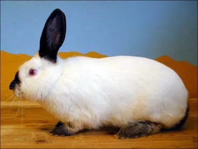 Quelle est la race de ce lapin ?