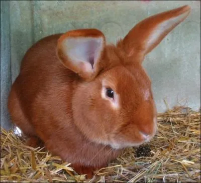 Quelle est la race de ce lapin ?