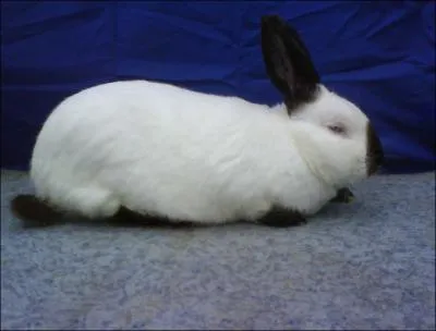 Quelle est la race de ce lapin ?