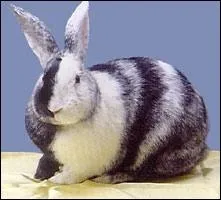 Quelle est la race de ce lapin ?