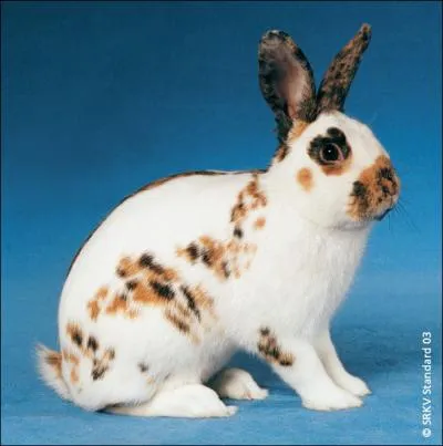 Quelle est la race de ce lapin ?