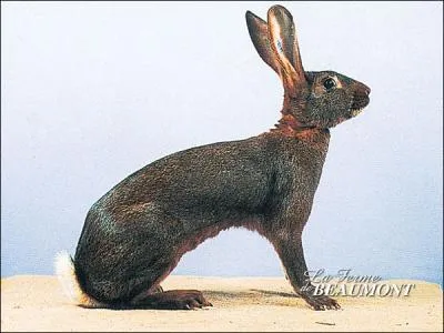Quelle est la race de ce lapin ?