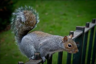 Cet animal est un cureuil roux !