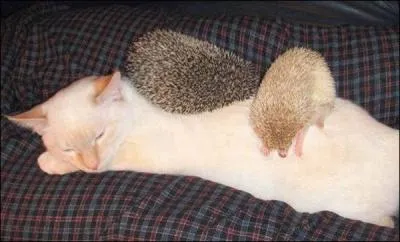 Les deux amis du chat sont des porc-pics !