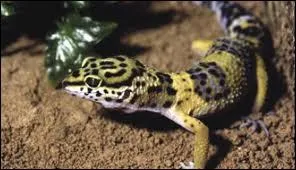 Quel lzard passe sa vie  proximit de cactus en dcomposition ?