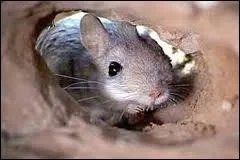 Quel est cet animal ?