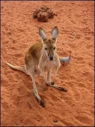 Quelle est la particularit du kangourou ?