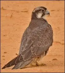 Lequel de ces rapaces ne vit pas dans le dsert ?