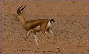 Quel est cet animal ?