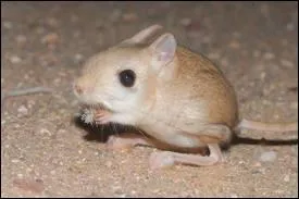 De quoi se nourrit principalement le fennec ?