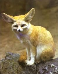 Quiz Animaux