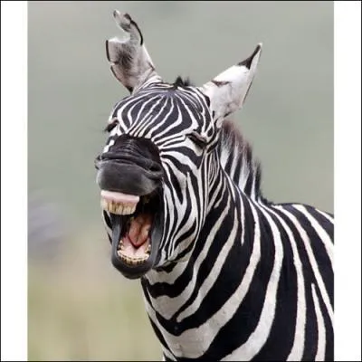 C'est une srie qui dure, peuchre !