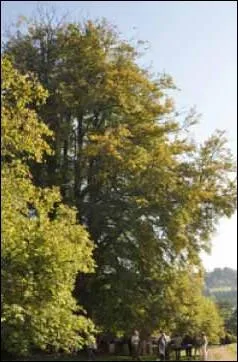 Quel arbre de plus de 200 ans vient d'tre labellis   arbre remarquable  en Normandie prs de Lisieux ?